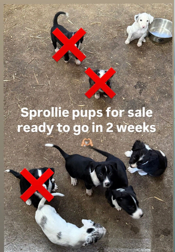5 sprollie pups left