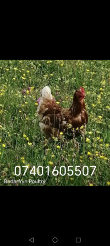 Lohmann brown pol 19wks Caernarfon