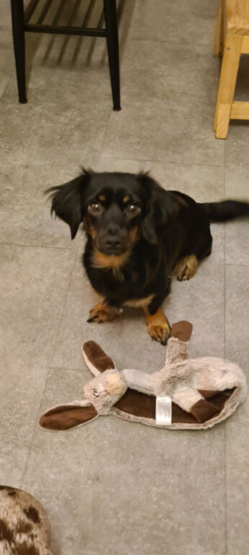 Miniature dachshund puppies