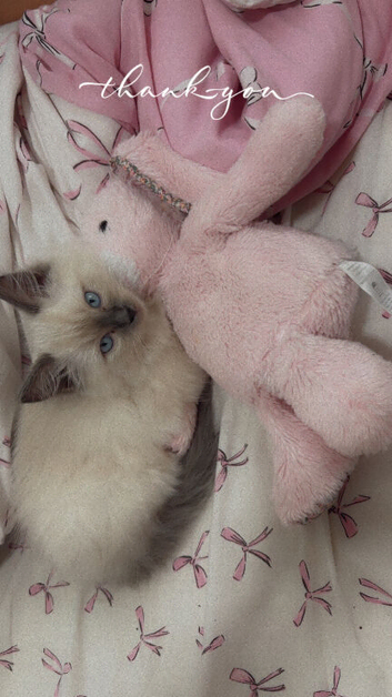 9 week male blue point ragdoll