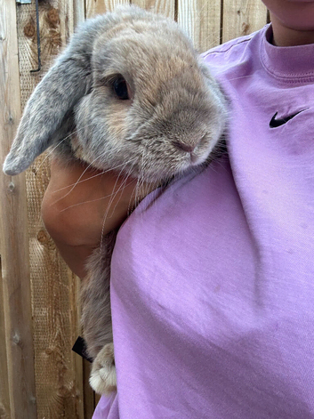 Lovely super friendly boy.