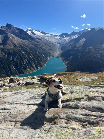 Jack Russell Male