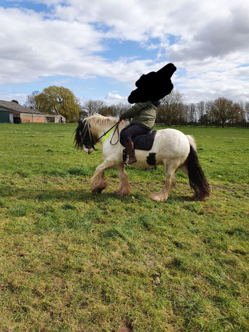15hh cob gelding