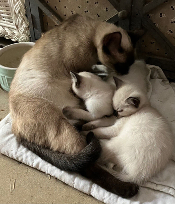 Ragdoll cross female kittens.