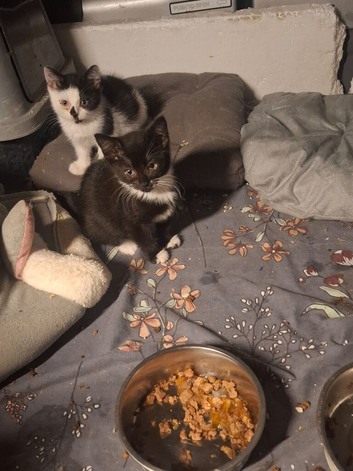 10 week old kittens