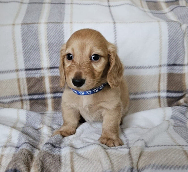 Gorgeous long haired mini dachshund