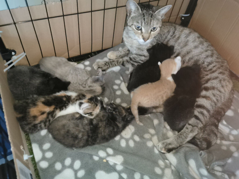 Bengal cross kittens, ready now!