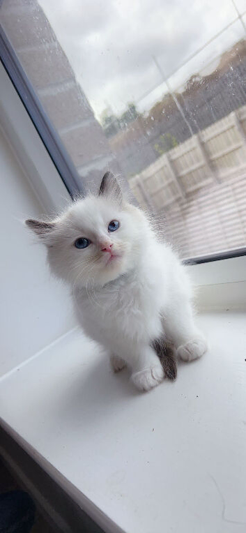 Ragdoll kittens