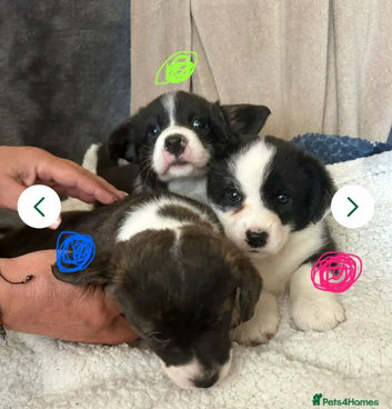 Two stunning puppies of Welsh Corgi Cardigan