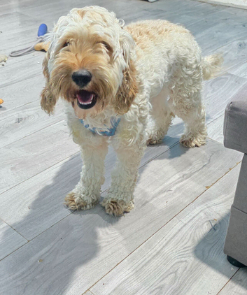 F1 female Cockapoo