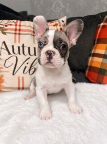 Beautiful French Bulldog Boys
