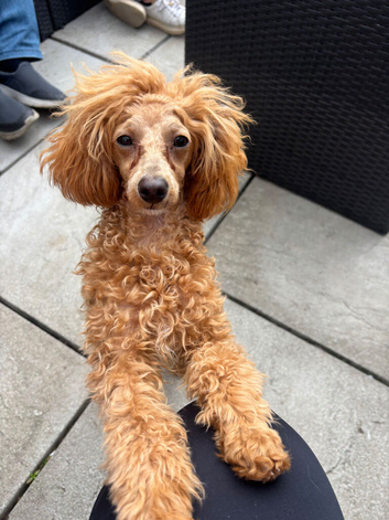 Toy poodle