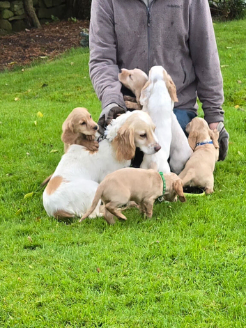 Working strain cocker spaniel fab pups