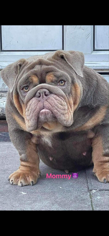 English bulldog puppies