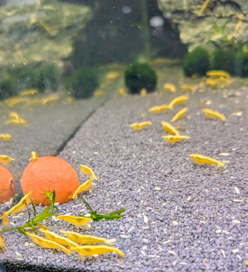 Yellow shrimp &pound;2 each