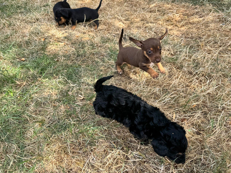 Dachshund x Jack Russell