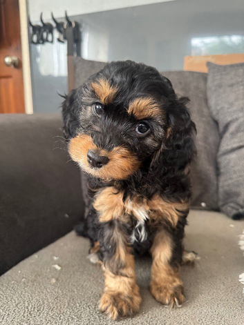 Cockapoo
