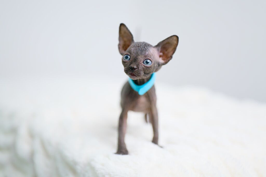 Gorgeous Sphynx Kittens