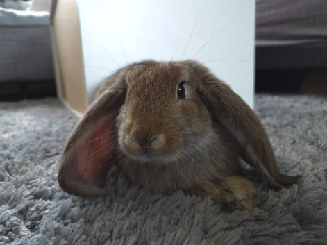 French lop boy looking for a new home