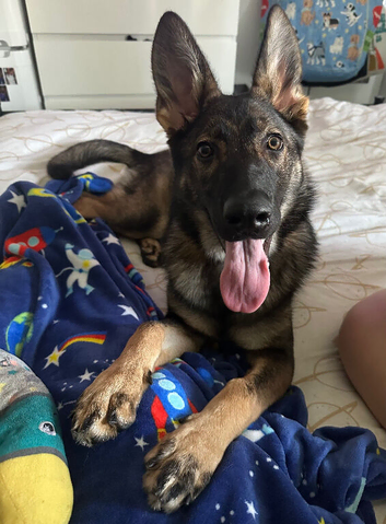 German shepherd puppy