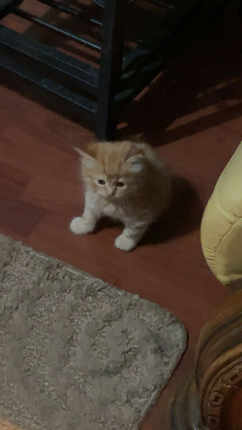 pedigree female kitten 1 left
