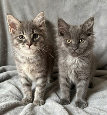 READY. NOW TICA REGISTERED MAINE COON KITTENS