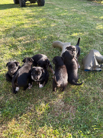Puppies for sale