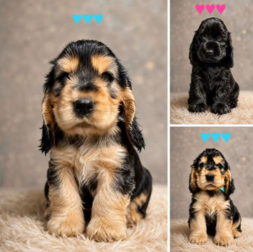 Show type KC Reg Cocker Spaniels from  dna tested parents.
