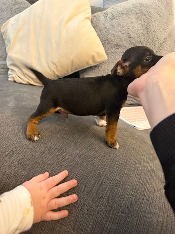 Miniature jack russel pups