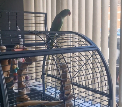Alexandrian Parrot