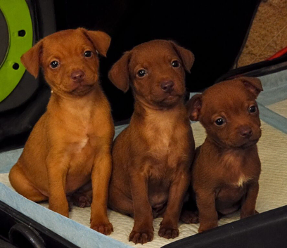 Stunning Patterdale x border terrier pups