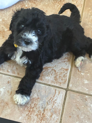 Merle labradoodles