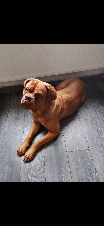 Dog de Bordeaux cross white GSD