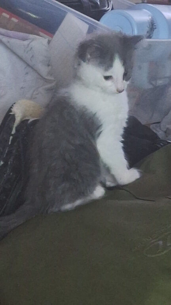 Two stunning female kittens for sale