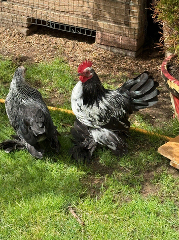 Gorgeous bantams looking for a new home