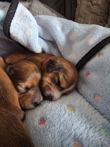 Long haired shaded red dashund x jack russell