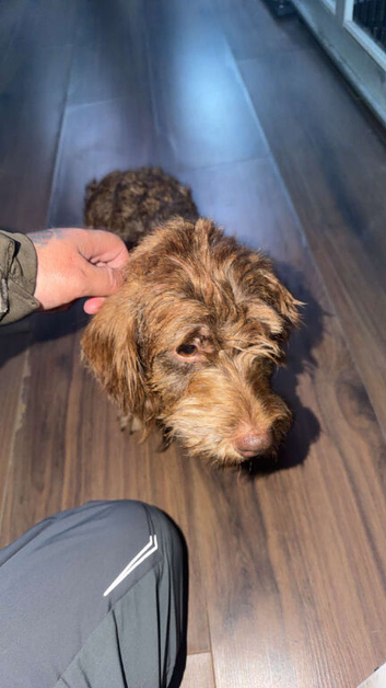 Wire haired dachshund female