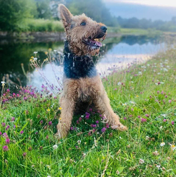 Eight Airedale terrier puppies from champion bloodline