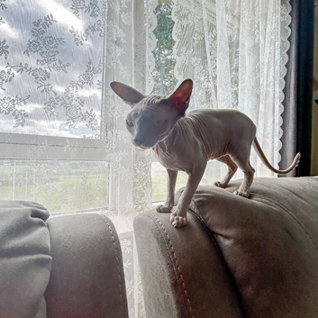 Ginger - Petite Silver Sphynx Girl - &pound;800
