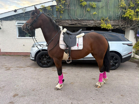 Section D Mare, 15.1hh, 5yr old