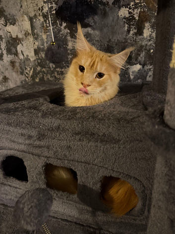 2 Maine coons needing a home