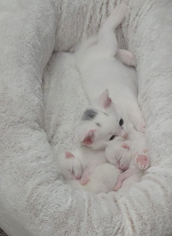 Male kitten ready to go
