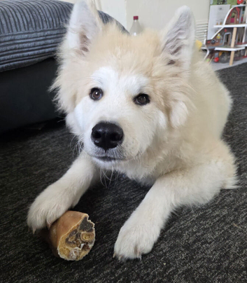 7 month old Japanese akita