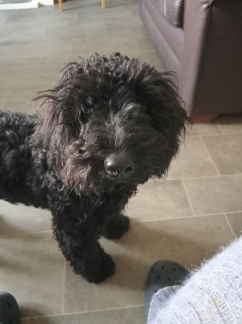 6 month old girl cocapoo