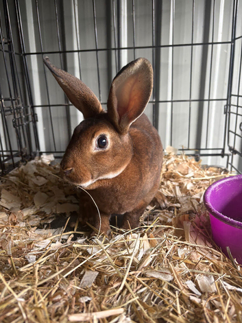 Mini Rex buck