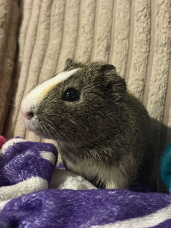 MALE single pig