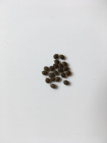 Stick insect eggs