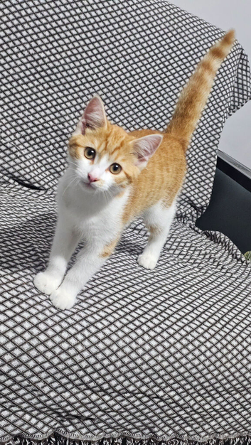 Kitten for sale