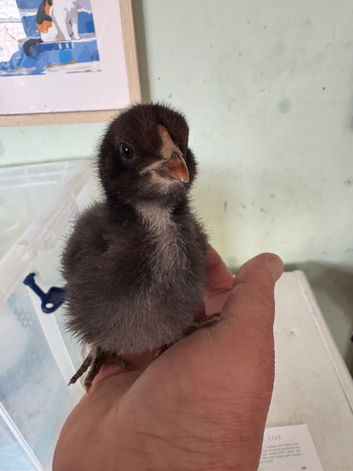 2 unsexed Olive egger chicks