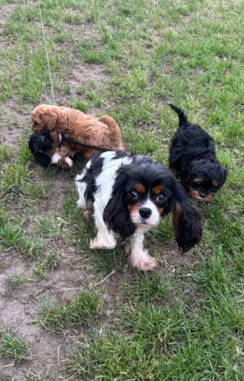 Cavapoo (Girls)